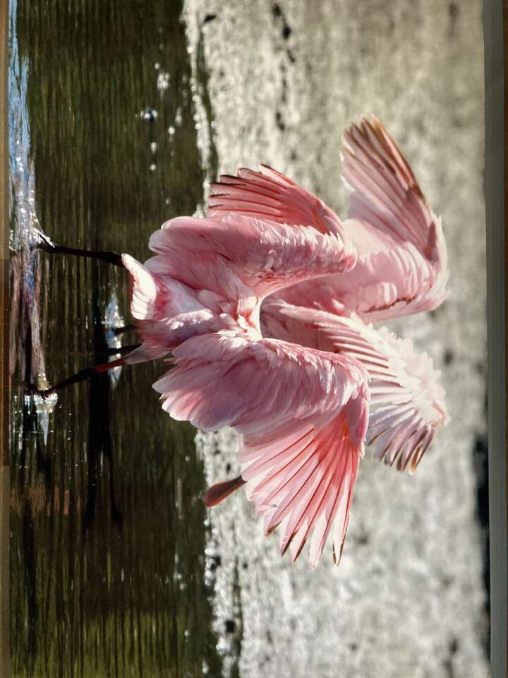 Flamingos