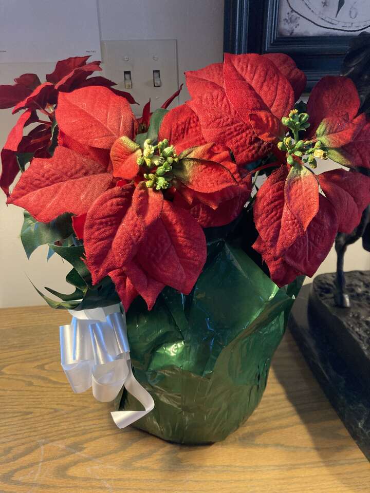 Poinsettia