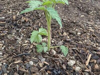 Red Raspberry Plants