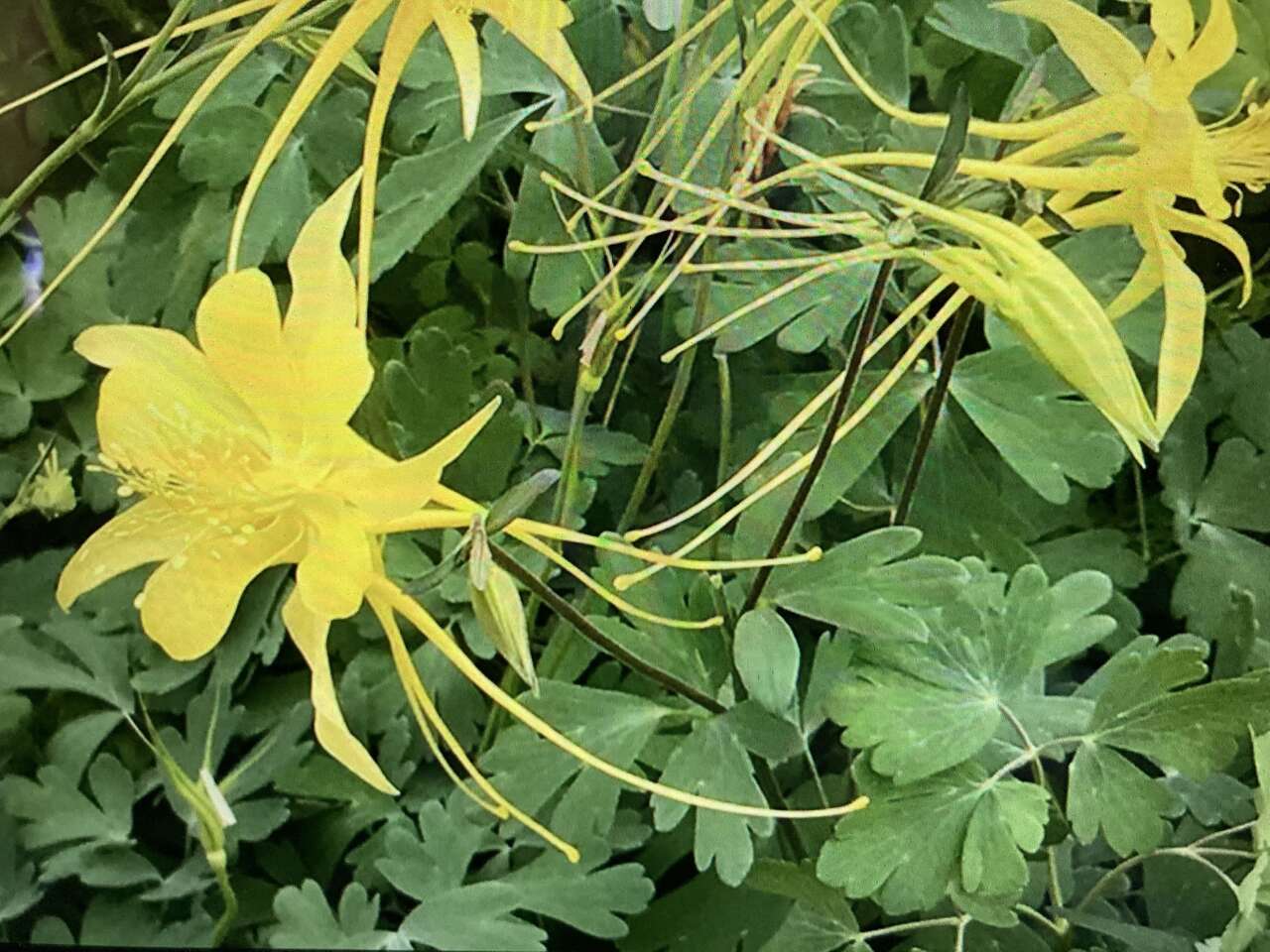 Yellow Columbine Flower Plants