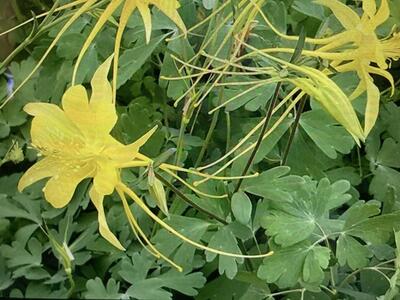 Yellow Columbine Flower Plants