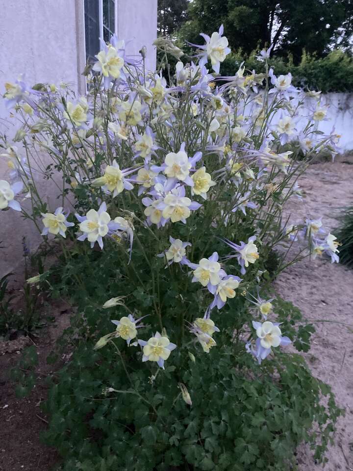 Columbine Rocky Mountain Blue