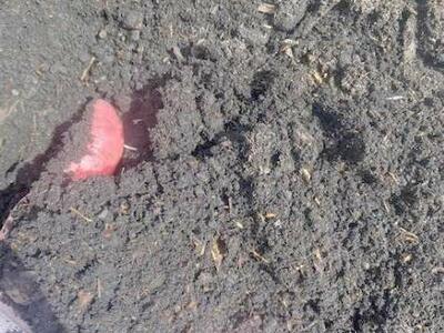 OMRI Certified Organic Compost - Simply the Best