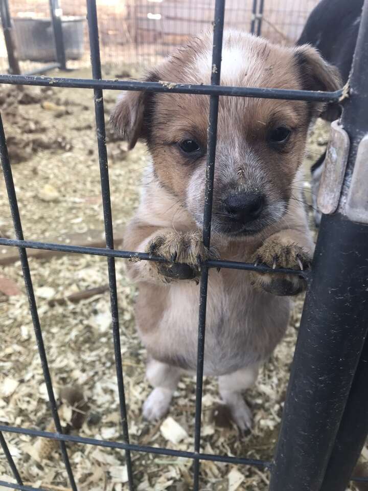 ACD Pups/Heelers Pets