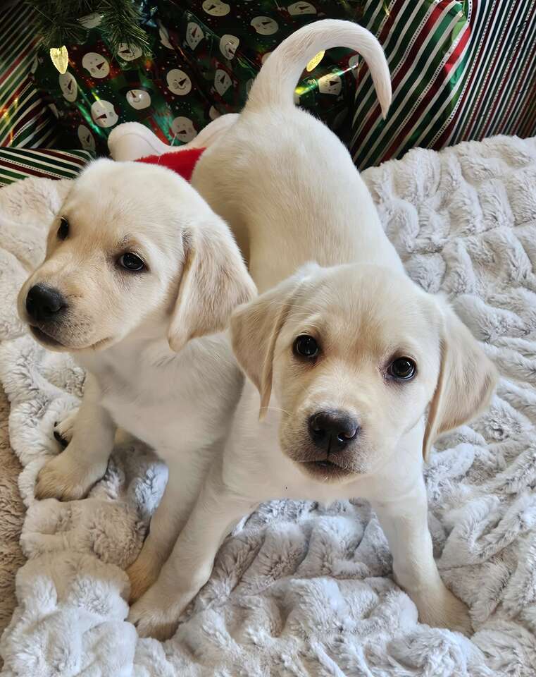 AKC Yellow/White Lab puppies****Price drop… Pets