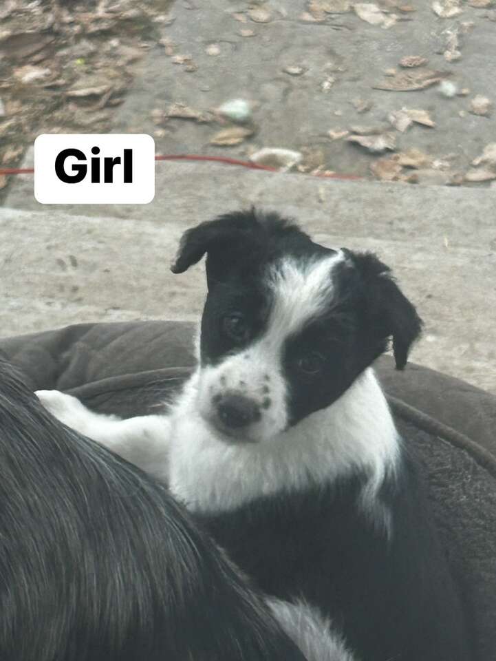 Australian shepherd heeler puppy Pets
