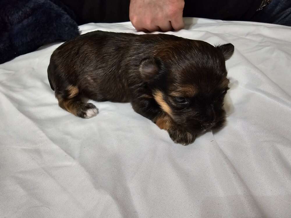 Teacup yorkie puppy Pets