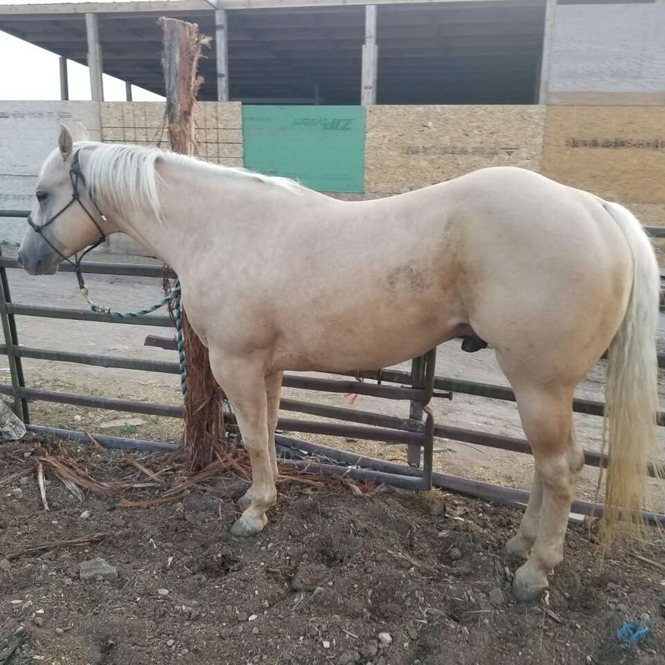 AQHA REGISTERED Palomino Stallion