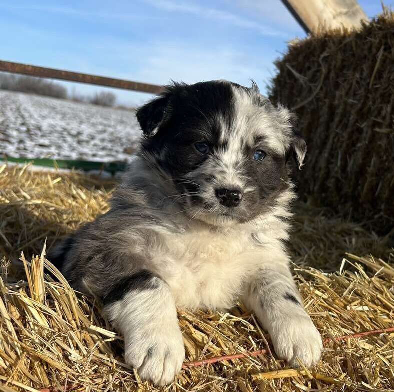 ASCA Registered Australian Shepherds Pets