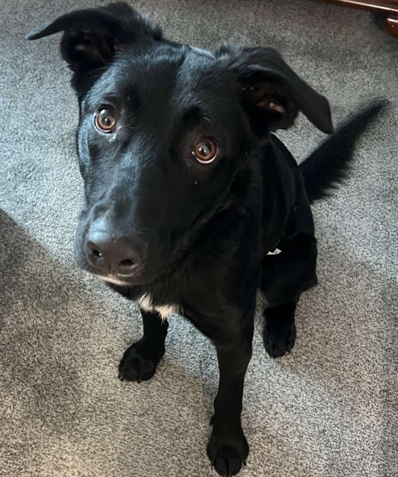 Black and White Labrador Retriever Mix | Pets | ksl.com