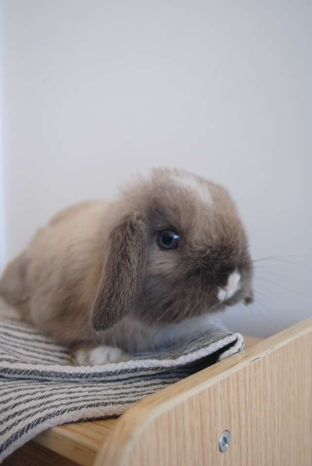 Holland Lop Buck