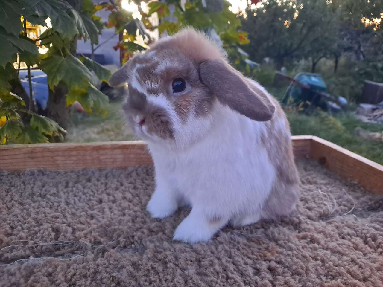 Little Holland Lop