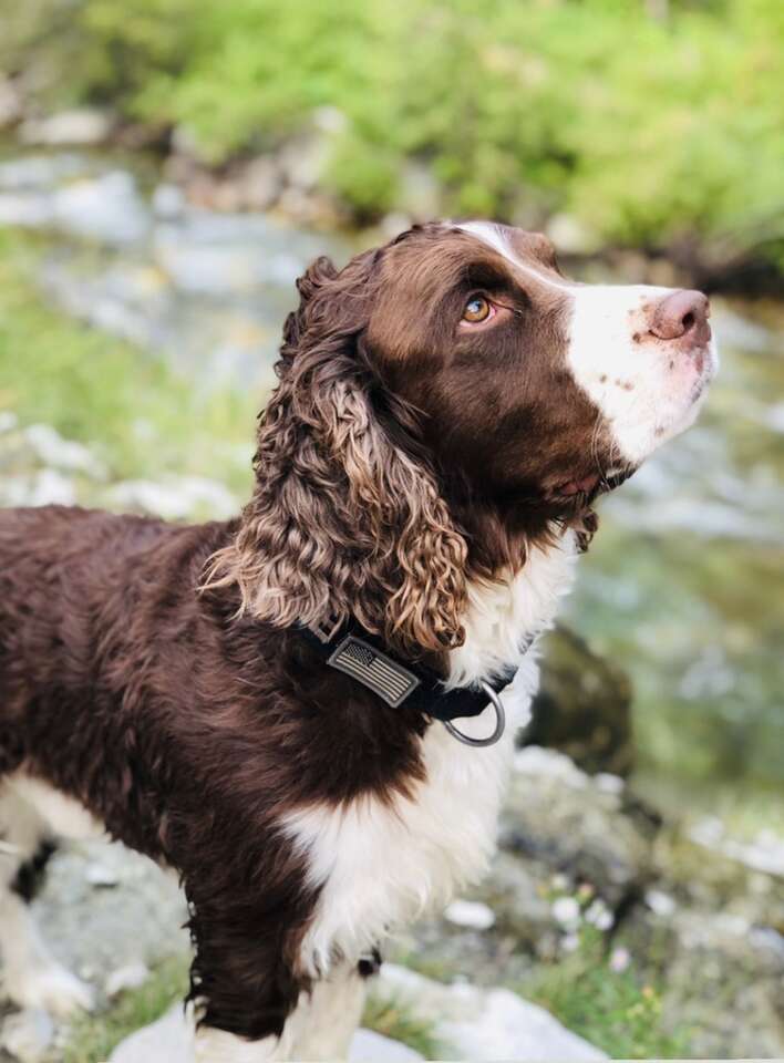 Springer Spaniel Dog. Intact male. 6.5years Pets