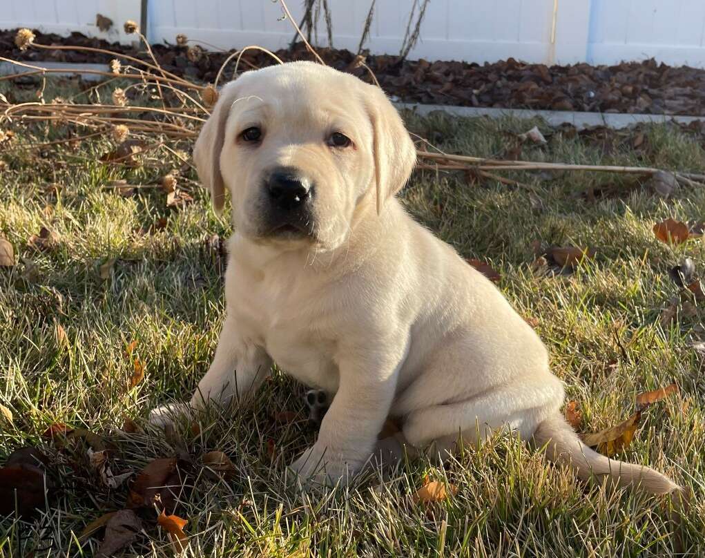 AKC Yellow Lab Puppies Hunting Pedigree Pets