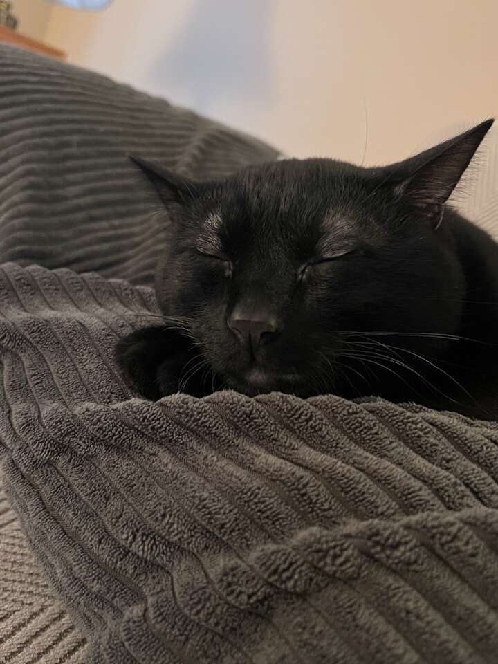 Bombay Cat, Male, FREE Pets