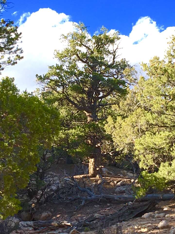 5 Acres In Gated Forest