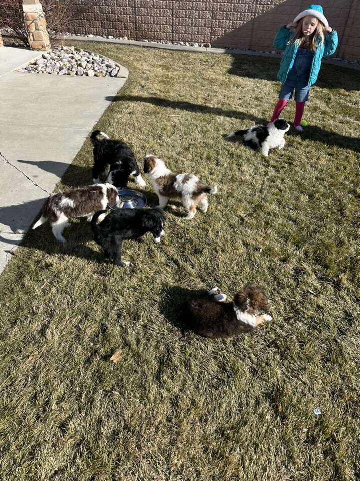 Amazing Bernedoodle Puppies Pets