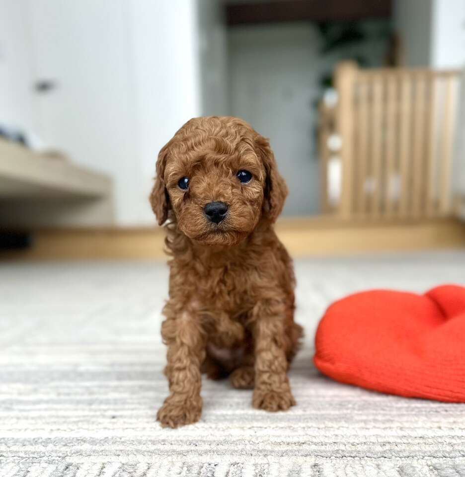 Toy Mini Doodle F1b Cavapoo Puppies for Sa… Pets