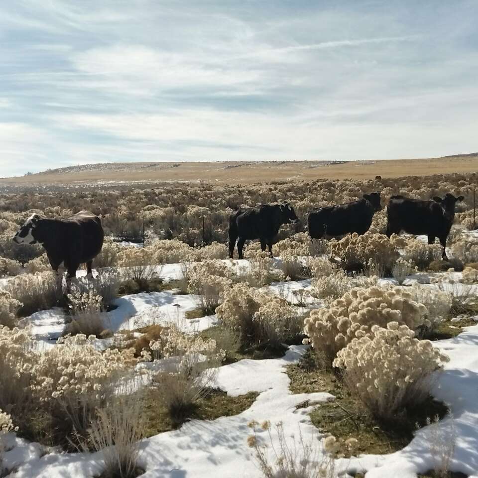Bred cows Livestock