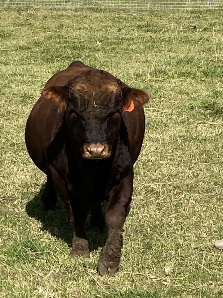 Lowline Angus Cattle Livestock