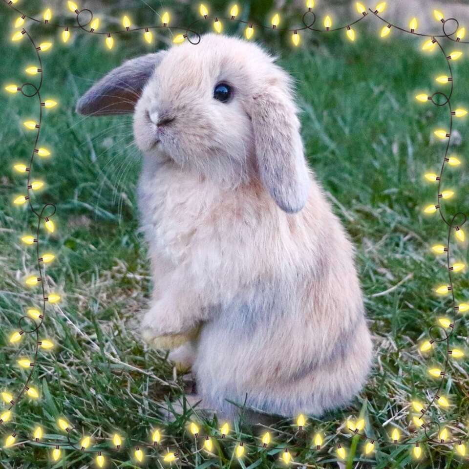 Holland Lop Bunny