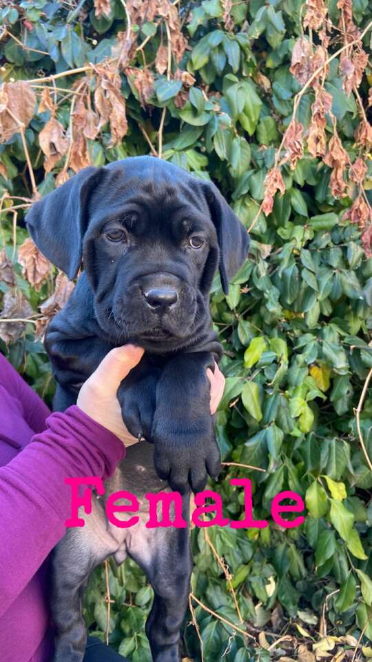 Cane Corso (AKC) Pets