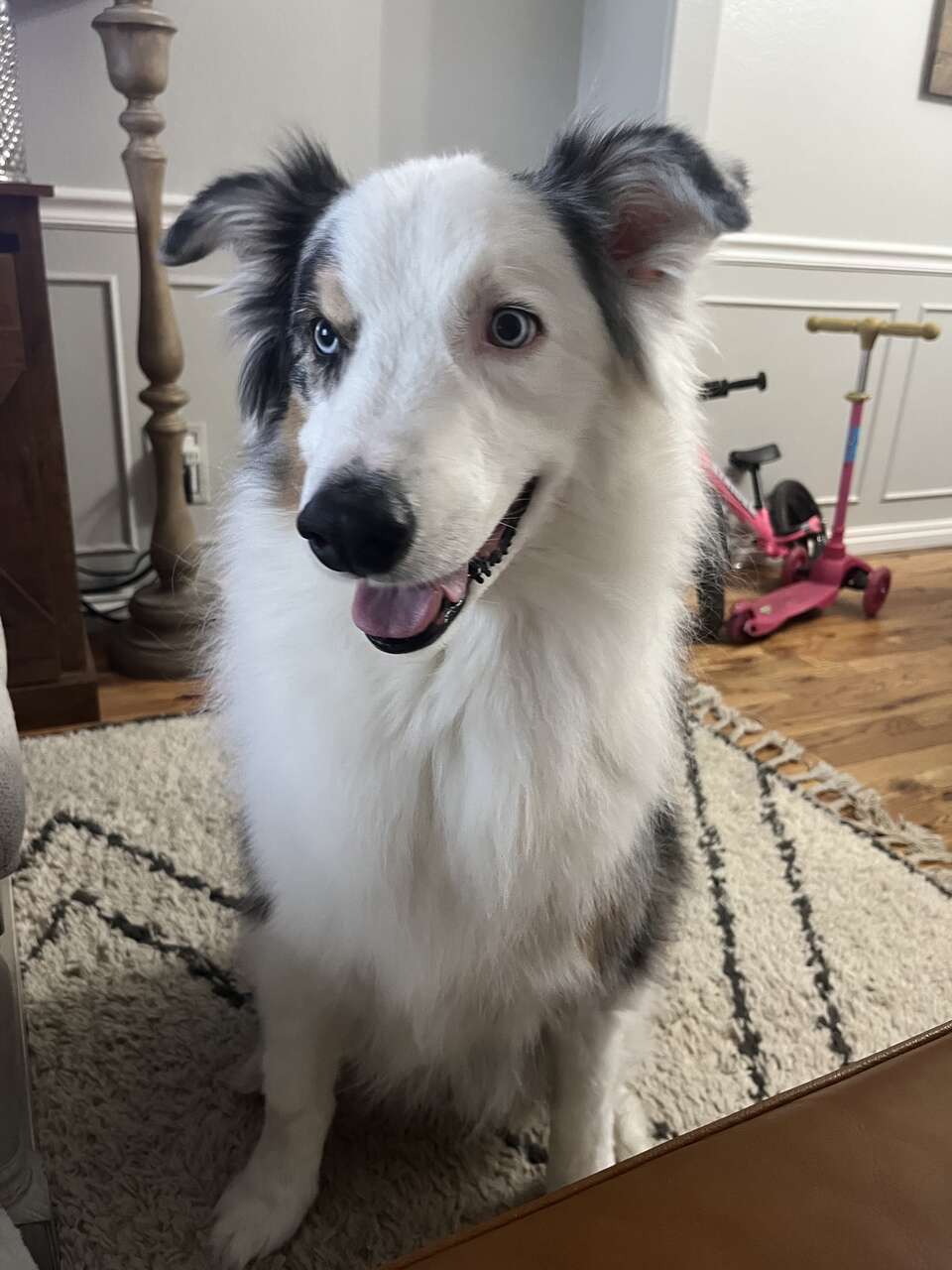 Looking to rehome my beautiful Aussie Pets