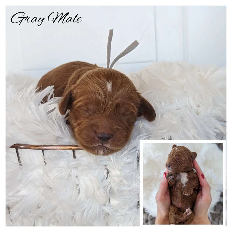 F1 Mini Goldendoodles Pets