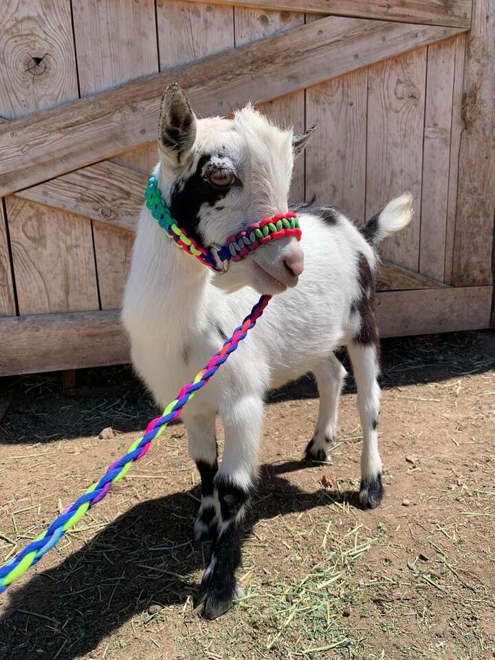 Goat,家居个护_家居个护_纽康国际--新西兰保健品奶粉代购平台