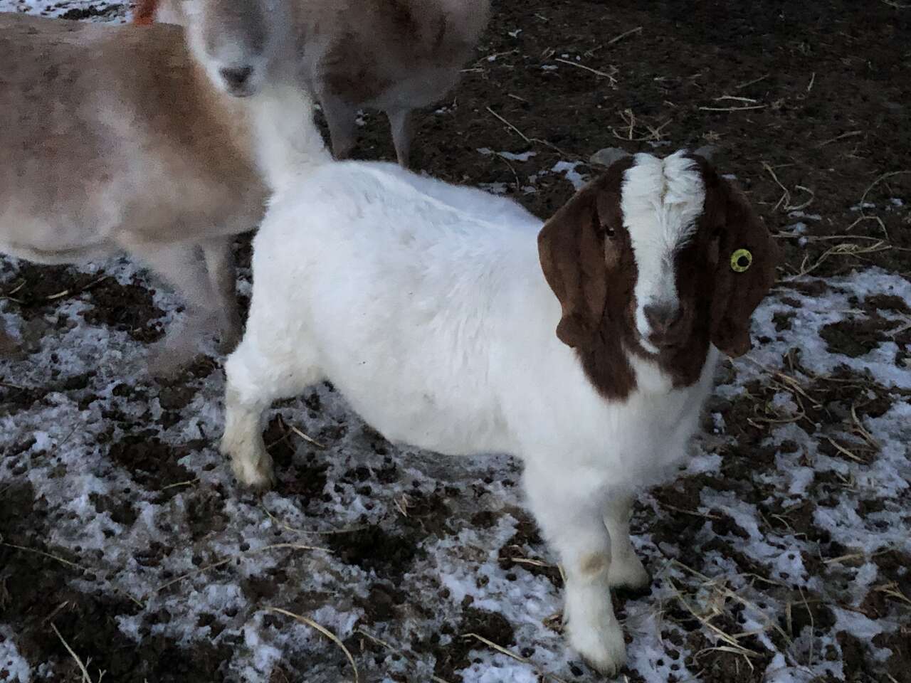 Boer meat goat Livestock