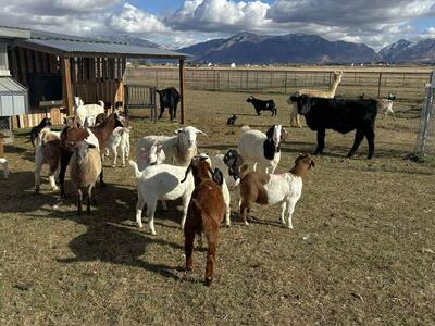 Goat land clearing landscaping lawn care