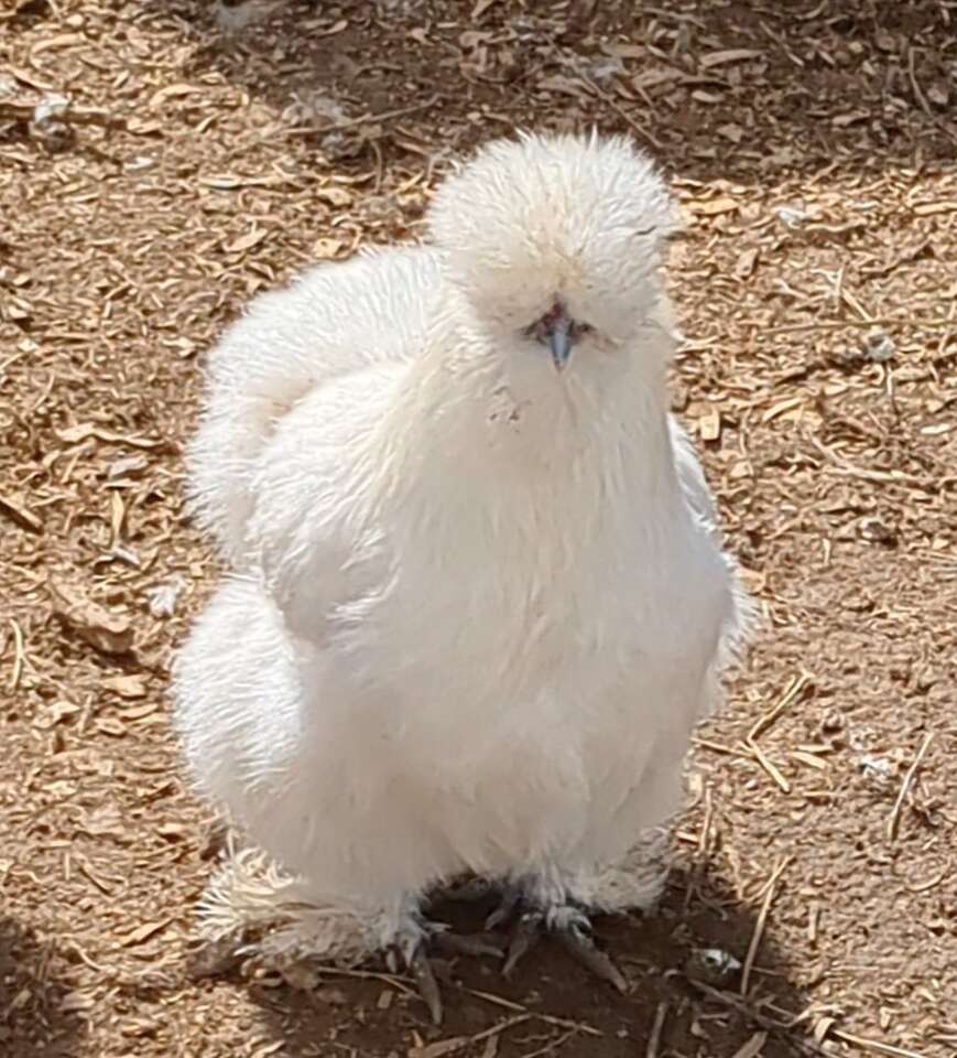 Silkie Hatching Eggs