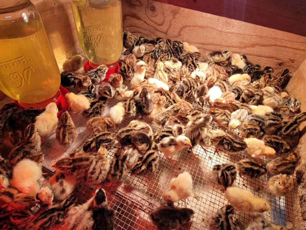 Coturnix Quail chicks