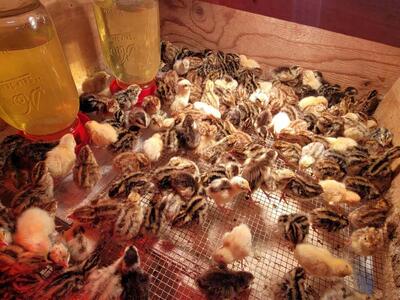 Coturnix Quail chicks