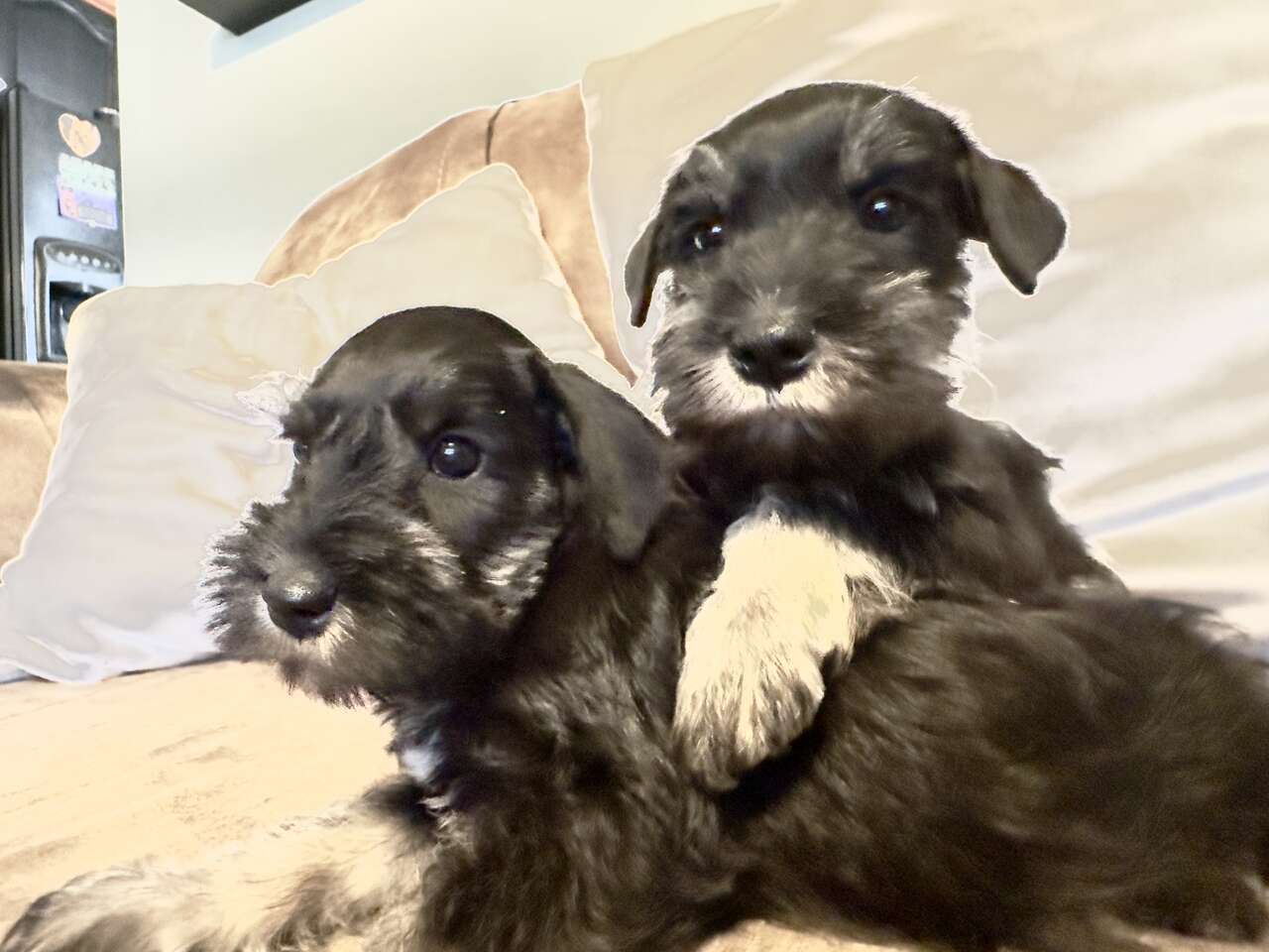 Pure Bread Miniature Schnauzer Pets