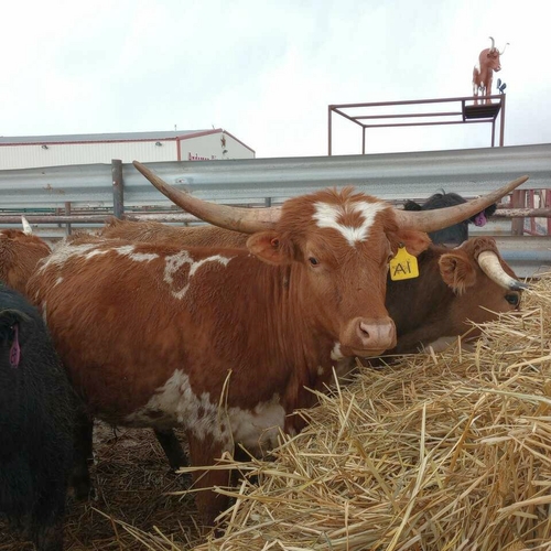Cattle breeding Livestock