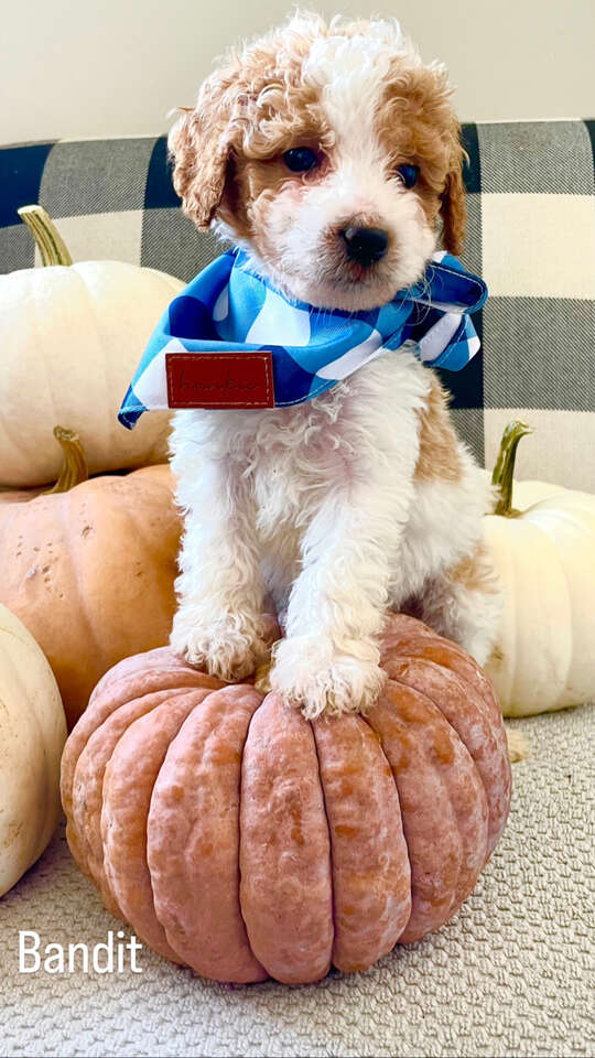 Toy hotsell poodle crate