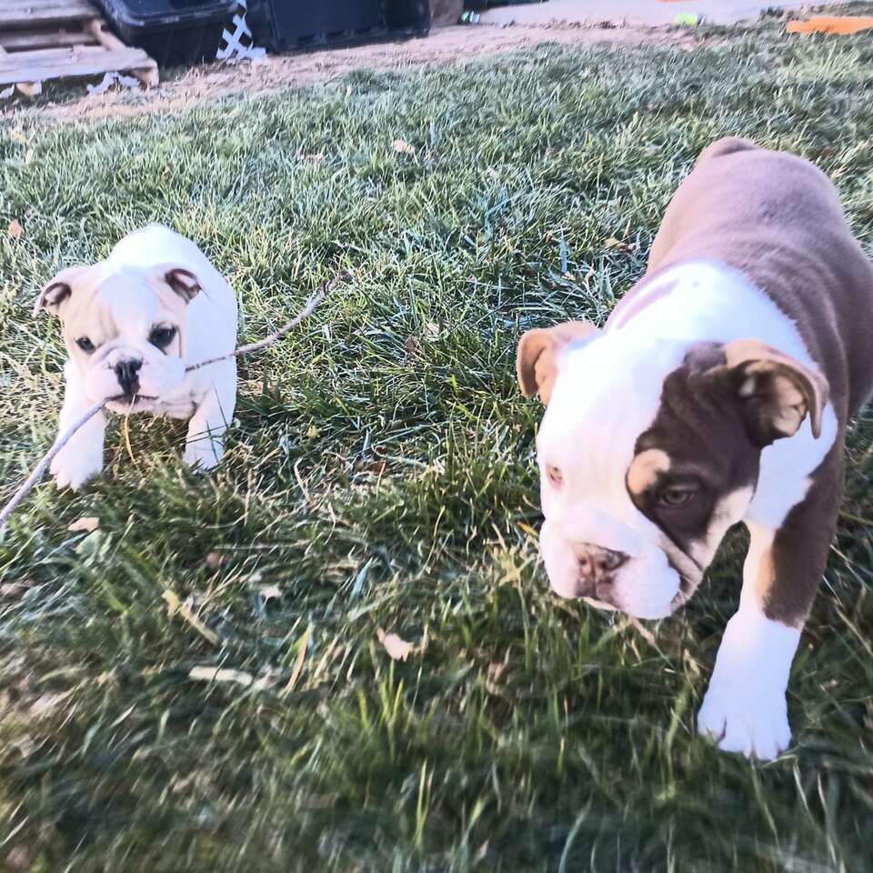 AKC English Bulldog puppies Pets
