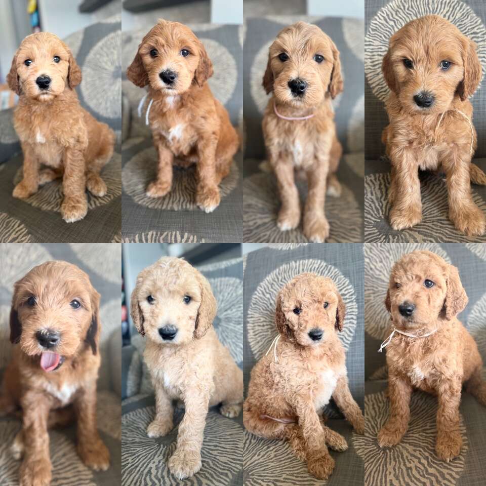 Standard Goldendoodle Puppies! Pets
