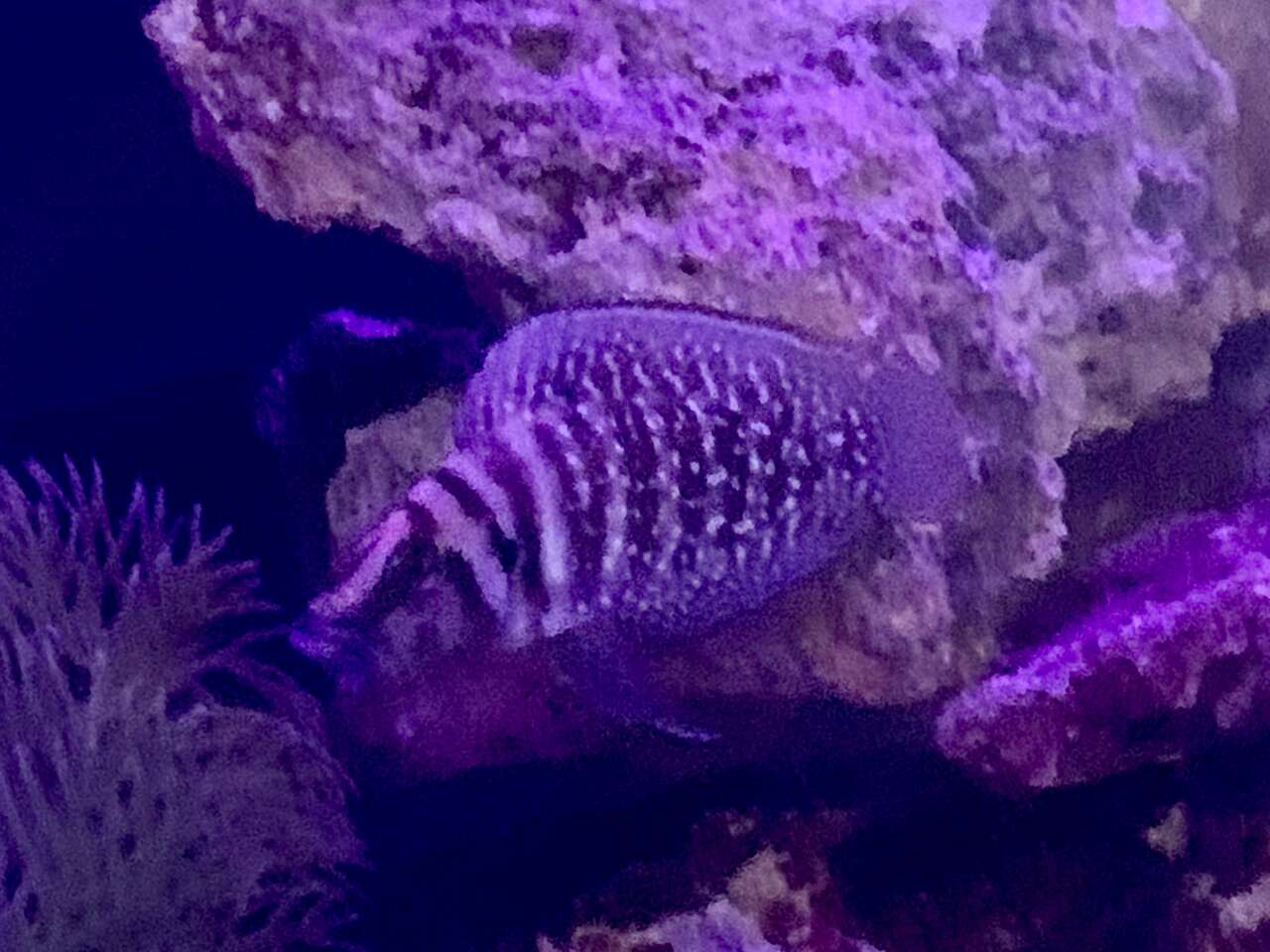 Beautiful Black Calvus Pets