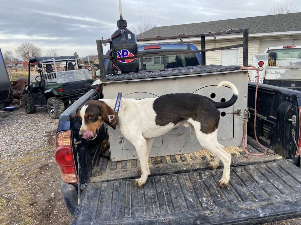 Started Hound Dog Pets