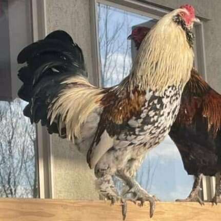 Young roosters Livestock