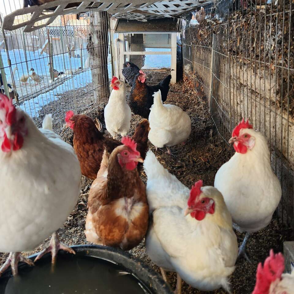 Young laying chicken hens Livestock