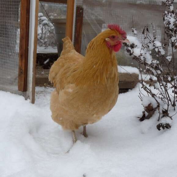 I can take your chickens in Livestock