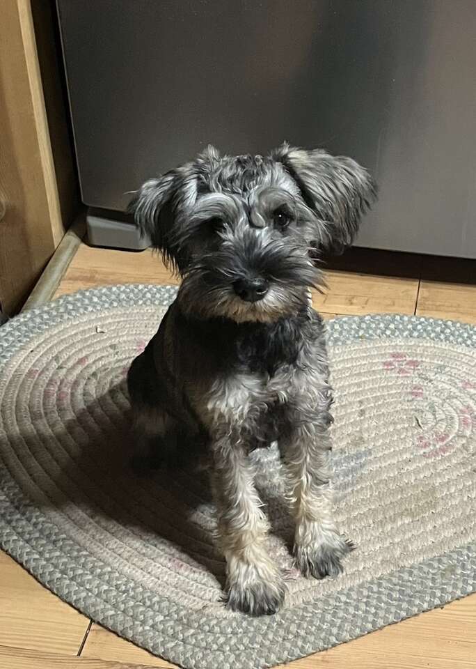 Mini Schnauzer Pets