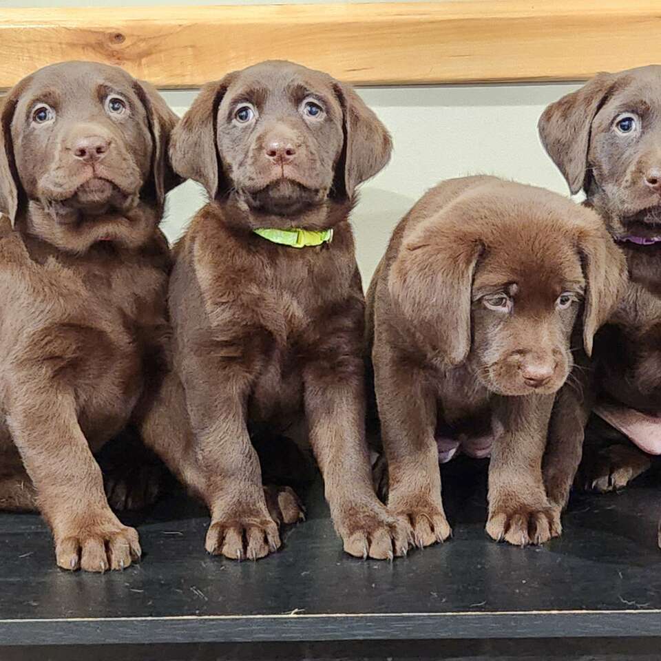 AKC labrador retriever puppies! Pets