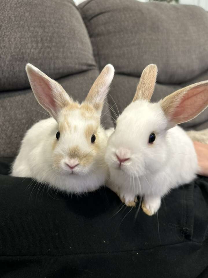 Bunnies For Sale Pets