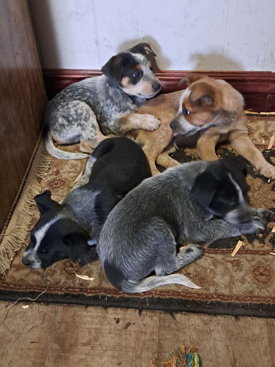 Puppies Pets