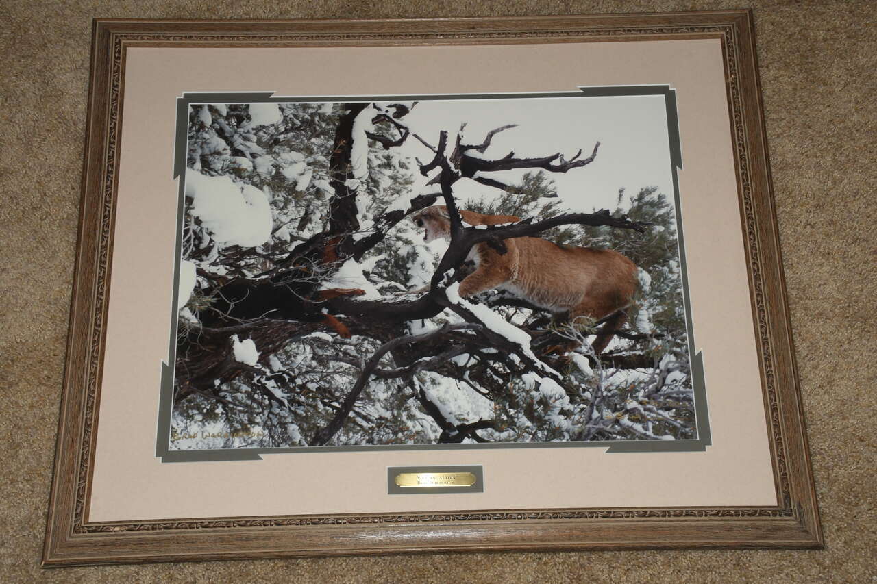 "NO CASUALITIES" DOG & COUGAR PICTURE ~ BRAD WARBURTON 23" x 28" FRAMED