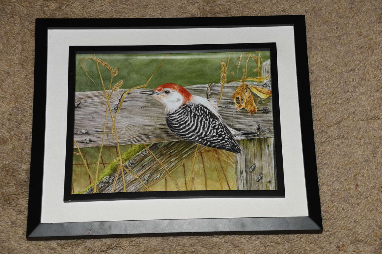 RED BELLIED WOODPECKER PICTURE ~ 11" x 13" FRAMED ~ NICE!
